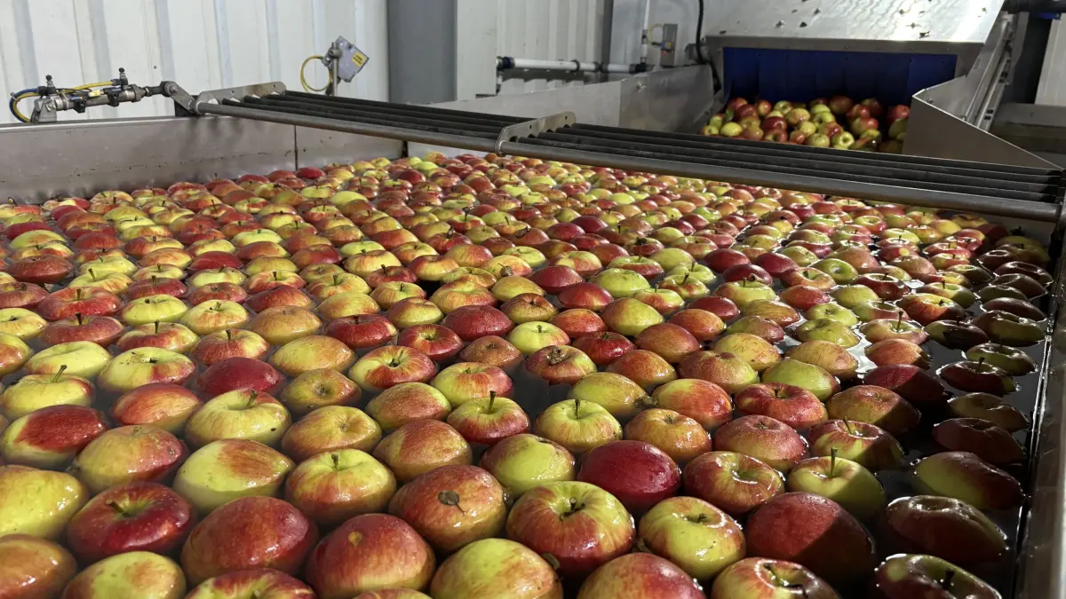 Äpfel durchlaufen die Sortieranlage bei der Markendorfer Obst eG. Nach der starken Einbußen durch den Spätfrost in 2024, geht man jetzt wieder zuversichtlich ins neue Jahr. Was die Gründe sind.
