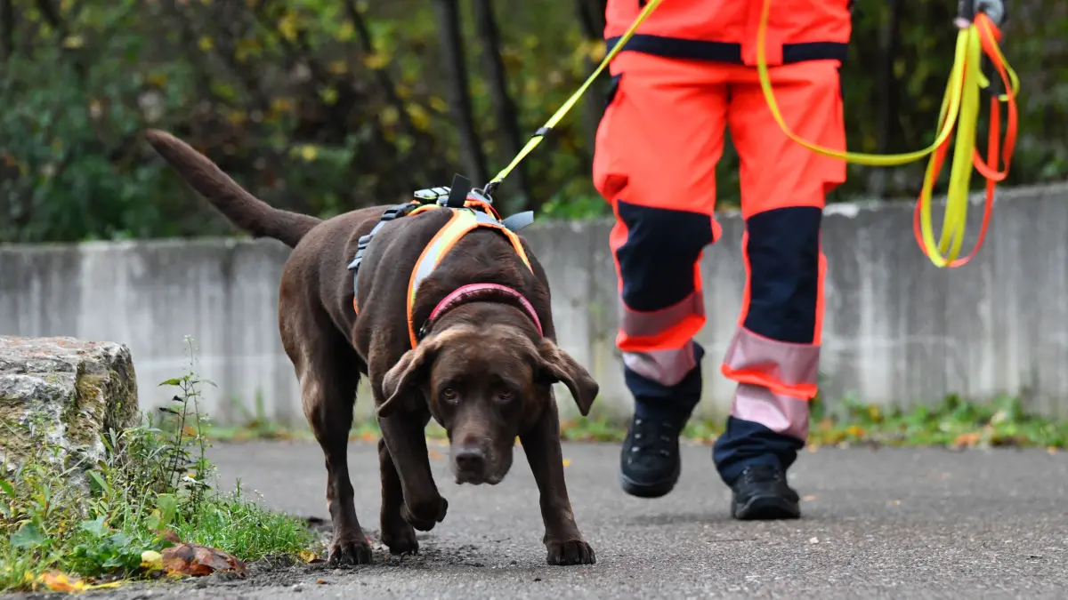 Mantrailer der Rettungshundestaffel Ulm im Einsatz
