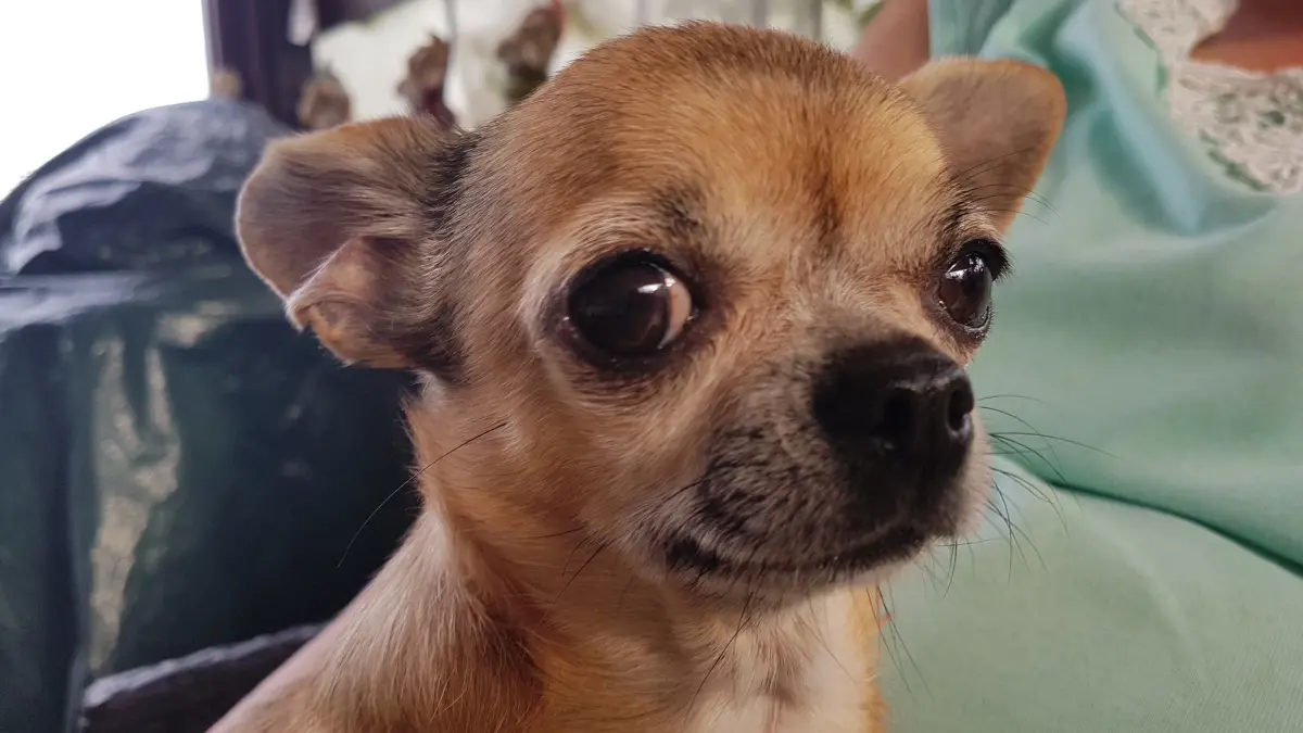 Chihuahua Mina aus Strausberg war für ihre Halter ein Familienmitglied. Nach ihrem überraschenden Tod wurde sie von einer Bestatterin abgeholt, die die Wünsche der Besitzer nicht beachtet haben soll.