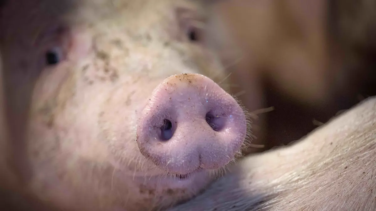 Prozess am Amtsgericht Fürstenwalde: Ein Schwein hat einen Streit ausgelöst, der auch zu Verletzungen geführt haben soll. (Symbolbild)