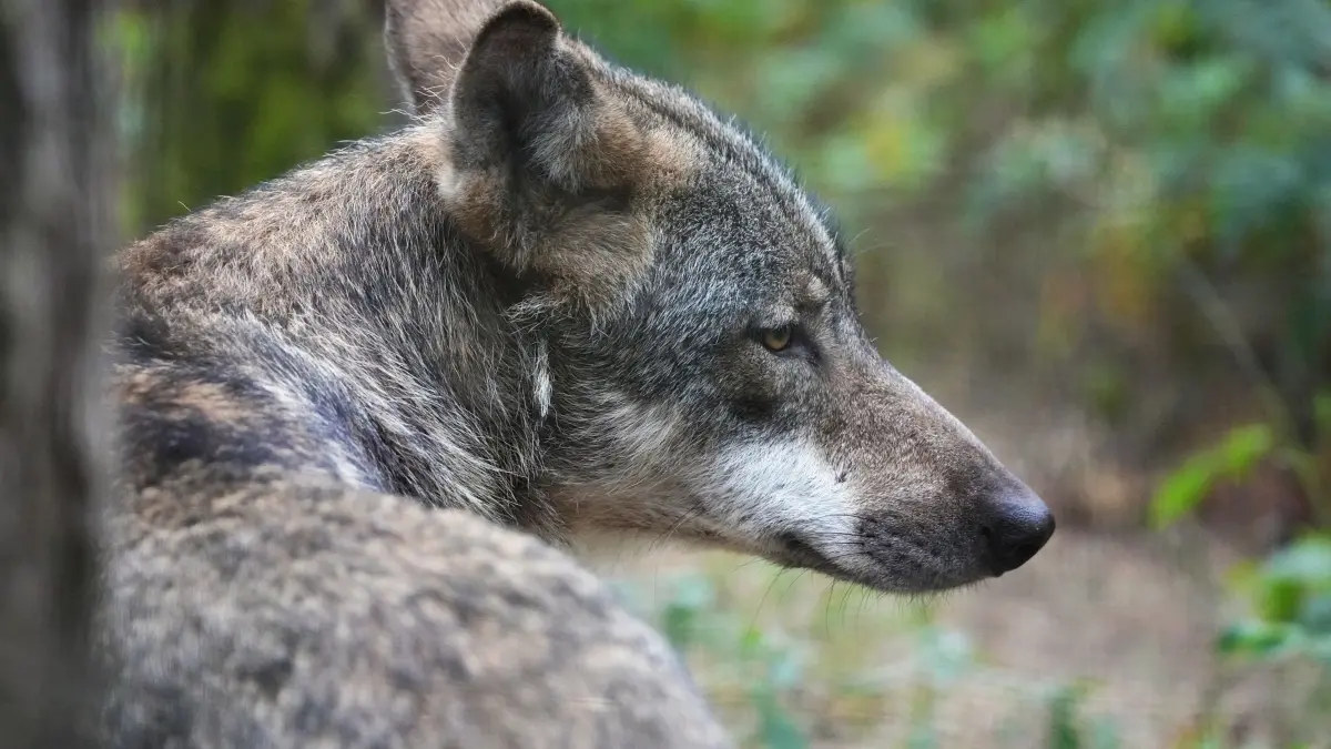 Regierung will Wolfs-Abschüsse erleichtern: ARCHIV - 01.08.2022, Brandenburg, Schorfheide/Ot Groß Schönebeck: Ein Europäischer Wolf (Canis lupus lupus). Abschüsse von Wölfen sollen nach dem Willen der Bundesregierung erleichtert werden. (zu dpa: «Regierung will Wolfs-Abschüsse erleichtern») Foto: Soeren Stache/dpa +++ dpa-Bildfunk +++