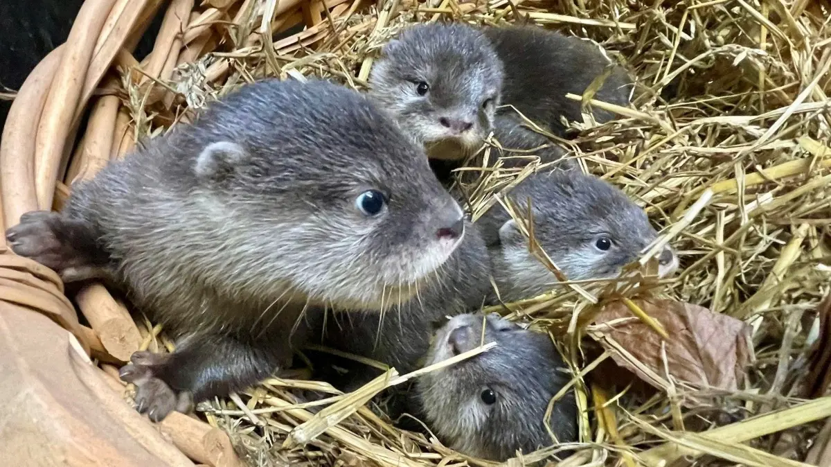 Otter-Babys