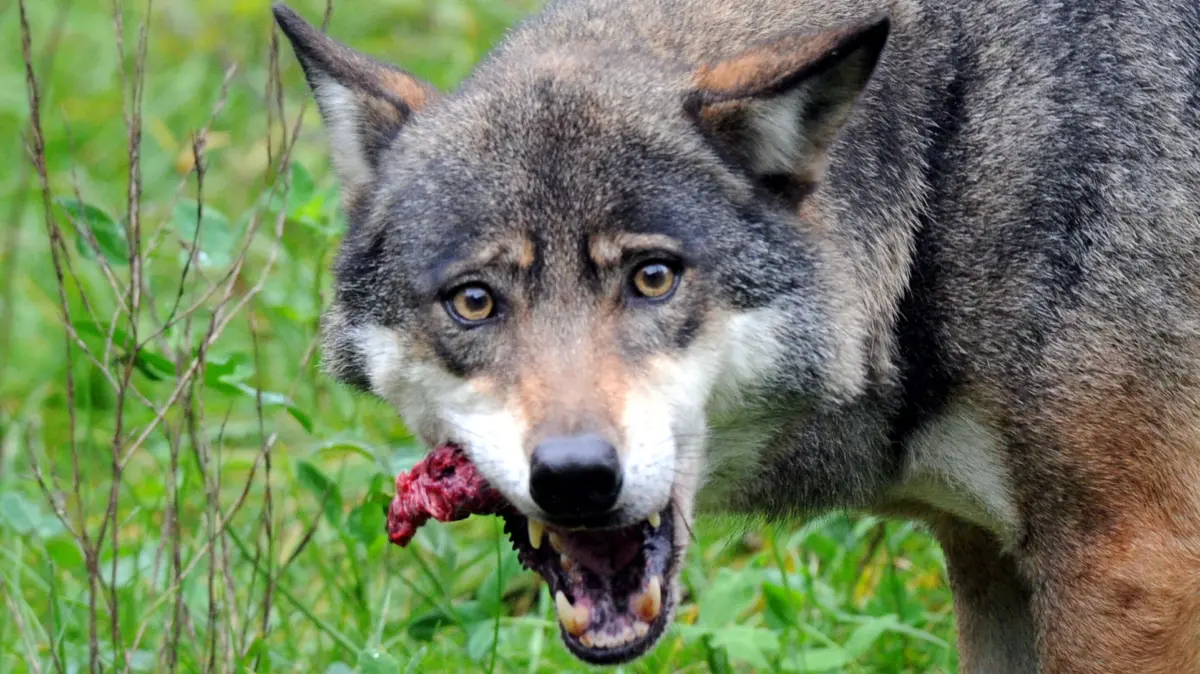 Bei Worin hat ein Wolf bereits mehrfach eine Schafherde angegriffen und Tiere getötet. Kann er nur noch durch eine sogenannte Entnahme gestoppt werden? (Symbolbild)