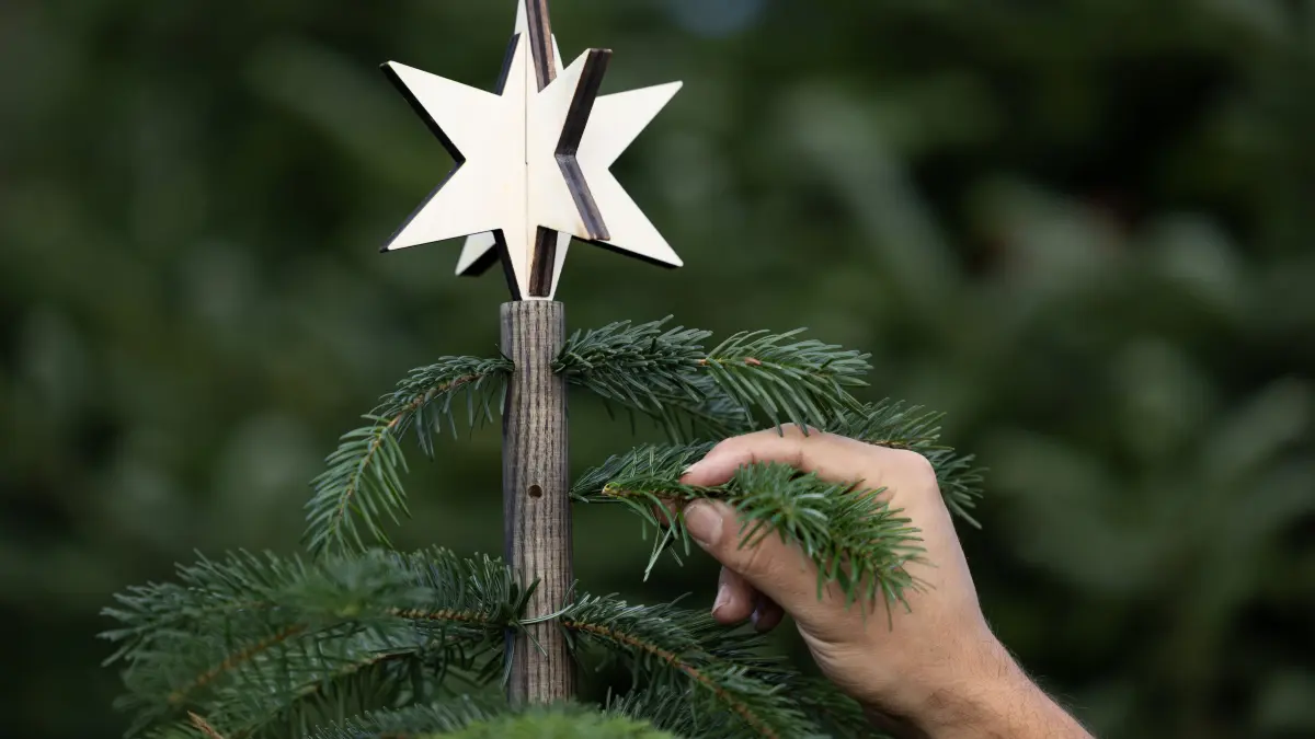 Eine Hand steckt einen Tannenzweig in den Stiel von einem alternativen Weihnachtsbaum mit einem Stern darauf. Der «Keinachtsbaum», der den klassischen Tannenbaum ersetzt, besteht aus einem Holzstab, der jedes Jahr zu Weihnachten mit neuem Tannengrün bestückt wird. Die Idee des Osnabrücker Start-Ups stößt auf großes Interesse.(zu dpa: "Der Keinachtsbaum soll die Weihnachtstanne im Wald lassen") +++ dpa-Bildfunk +++