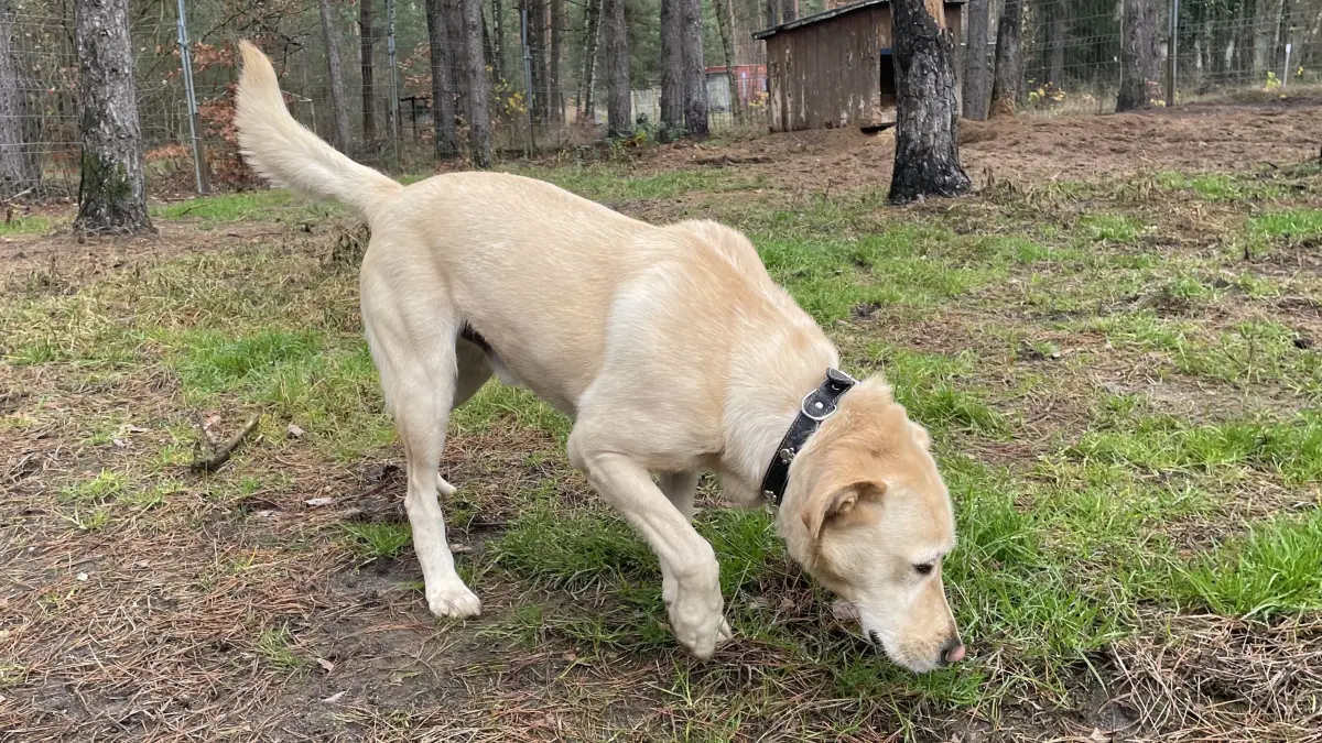 Weil seine bisherigen Halter mit seiner Energie und seinem Wesen überfordert waren, lebt Labrador Timmy seit August 2024 im Tierheim Märkisch Buchholz. Agiler Ausreißer sucht Aufgaben statt Alltagstrott.