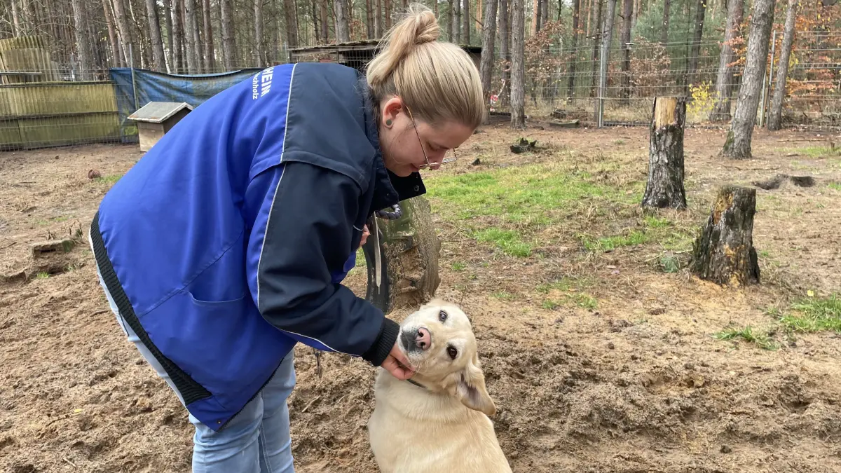 „Er möchte wirklich lernen, er möchte was tun“, beschreibt die stellvertretende Tierheimleiterin Denise Möbius in Märkisch Buchholz den aufgeweckten Labrador-Rüden Timmy.