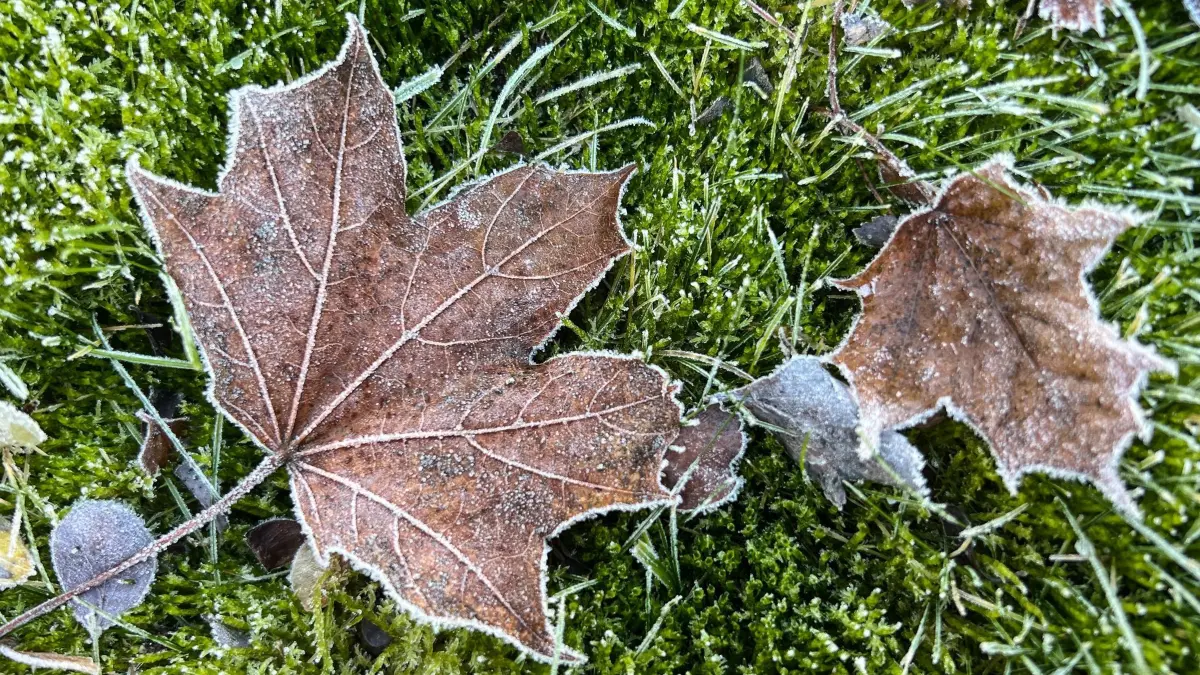 Frostiges Wetter in Berlin und Brandenburg an Weihnachten: ARCHIV - 21.11.2025, Berlin: Ein Blatt mit Raureif liegt auf einer Wiese. Ein Hoch über Skandinavien und ein Tief über dem Mittelmeer bringen an den Festtagen trockene und kalte Luft nach Berlin und Brandenburg. (zu dpa: «Frostige Weihnachtstage in Berlin und Brandenburg») Foto: Britta Pedersen/dpa +++ dpa-Bildfunk +++