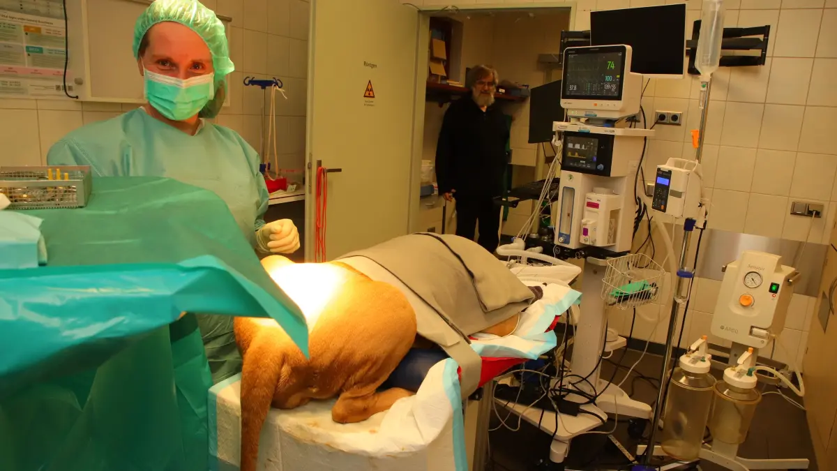 Eine Tierärztin bereitet in der Kleintiertagesklinik Fürstenwalde einen Hund auf einen chirurgischen Eingriff vor. Tierarztkosten können mitunter mehrere Tausend Euro betragen.