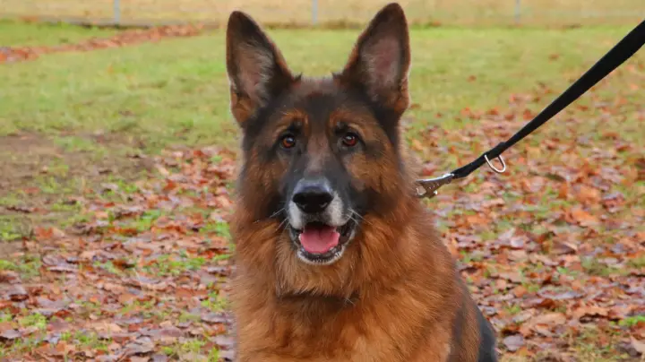 Schäferhund Theo trauert um sein Zuhause, wer kann helfen?