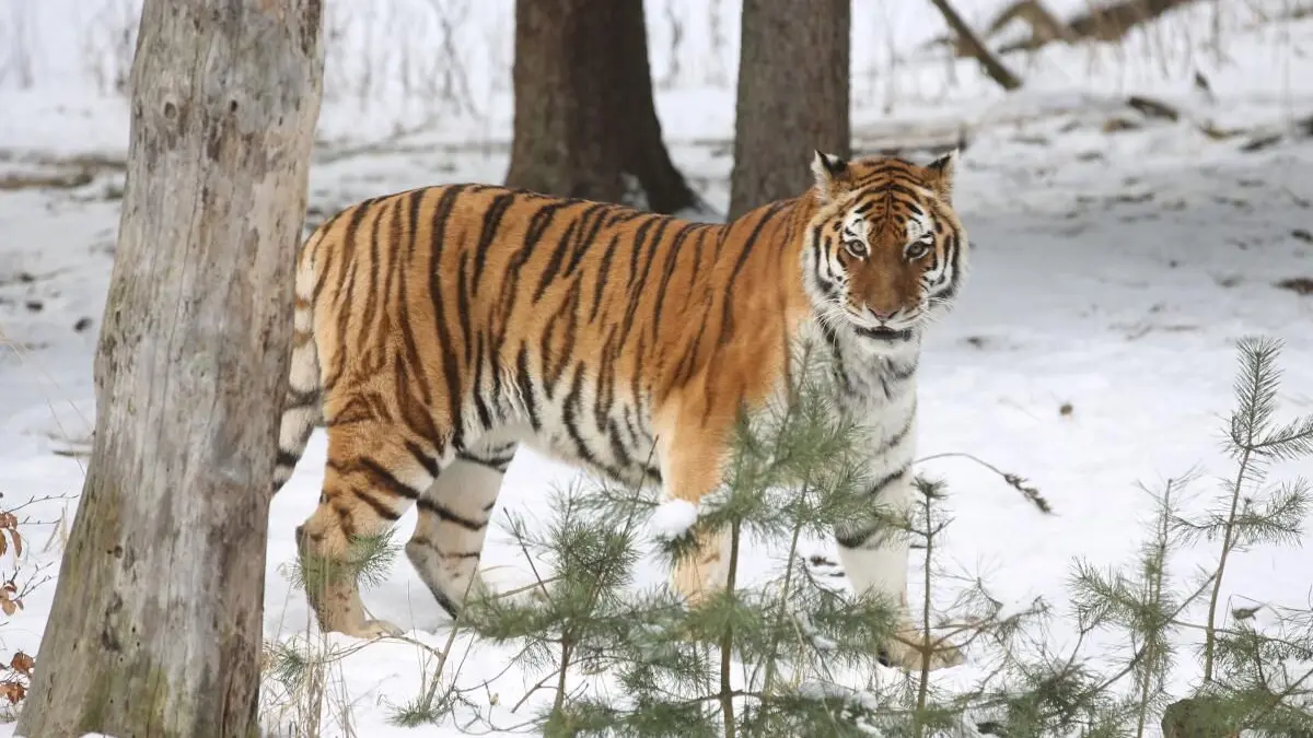 Gegen den Frost immun: Im Zoo von Eberswalde streift ein Sibirischer Tiger durch sein Gehege. Das dichte Fell schützt ihn zuverlässig vor der bitteren Kälte (Archivbild).
