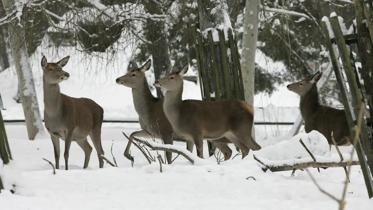 Wild im Tiergehege Eisenhüttenstadt (Archivbild)