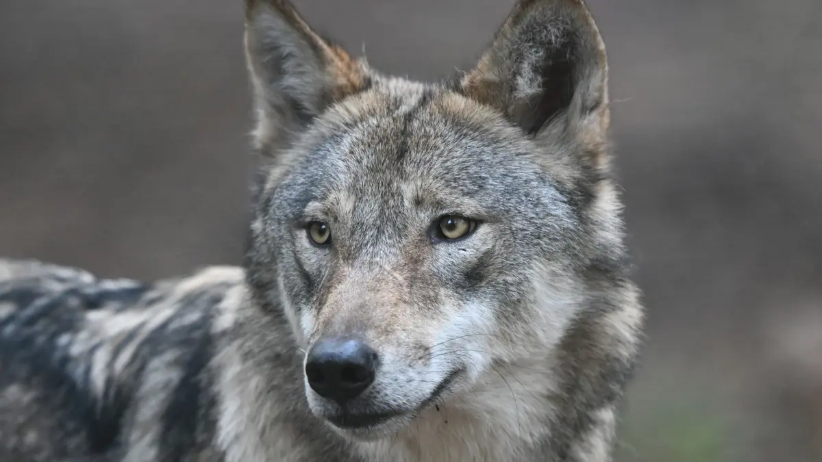 Wolf
