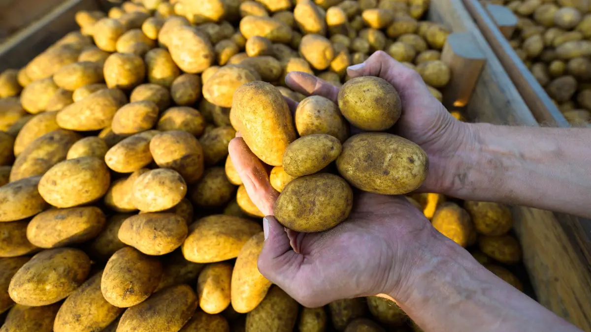 Überschussware: Ein Landwirt hält frisch geerntete Kartoffeln in den Händen. Dieses Jahr landen davon viele in der Tonne, statt auf dem Teller. (Symbolbild)