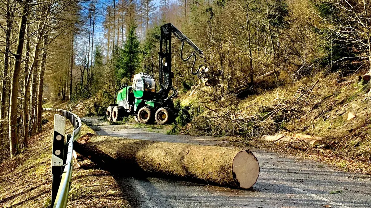 Fällung an der Straße: So wird es im Februar auf der L282 zwischen Oderberg und Hohensaaten aussehen. Wann die Straße gesperrt wird.