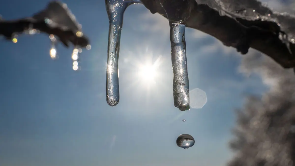 Tauwetter in Bayern: ARCHIV - 19.01.2024, Hessen, Frankfurt/Main: Im Sonnenschein beginnt der Schnee zu schmelzen und Wasser tropft von den kleinen Eiszapfen an den Ästen herab. (zu dpa: «Weiterhin Tauwetter in Bayern - Glätte möglich») Foto: Frank Rumpenhorst/dpa +++ dpa-Bildfunk +++