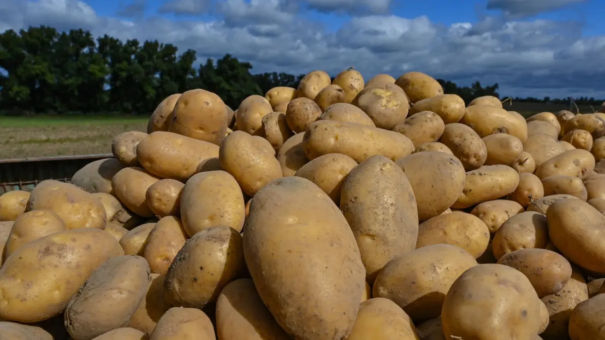 Kartoffeln