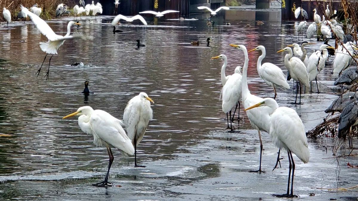 Kormorane und Silberreiher am Nottekanal in Königs Wusterhasuen