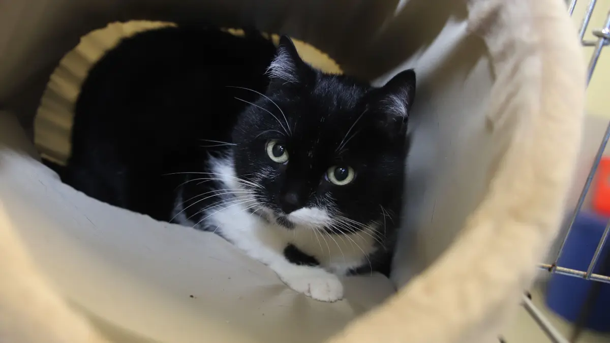 Im Tierheim Fürstenwalde kommt der Kater ohne Namen erst einmal zur Ruhe.