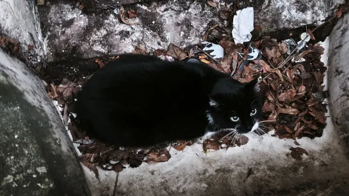 Familie rettet jungen Kater aus Schacht