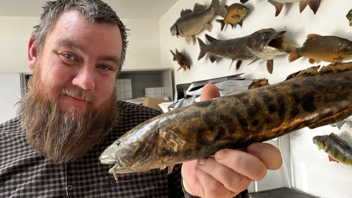 Kenner der Quappe: André Stöwe, Geschäftsfürhr beim Kreisanglerverband Oberhavel, weiß, wo der ungewöhnliche Fisch zu fangen ist. besonders jetzt im Wnter stehen die Chancen zwischen Fürstenberg und Kremmen nicht schlecht. Das Foto zeig ein präpariertes Exemplar.