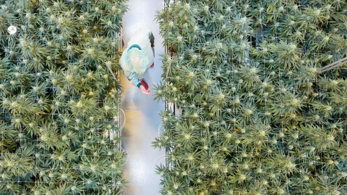 Demecan erweitert Anbaufläche: 21.01.2026, Sachsen, Ebersbach: Cannabispflanzen wachsen in einem Blüteraum des Pharmaunternehmens Demecan. Die 2017 gegründete Firma ist eines von drei Unternehmen, denen das Bundesinstitut für Arzneimittel und Medizinprodukte den Cannabisanbau in Deutschland erlaubt hat. (zu dpa: «Cannabis-Produzent Demecan erweitert Produktion») Foto: Sebastian Kahnert/dpa +++ dpa-Bildfunk +++