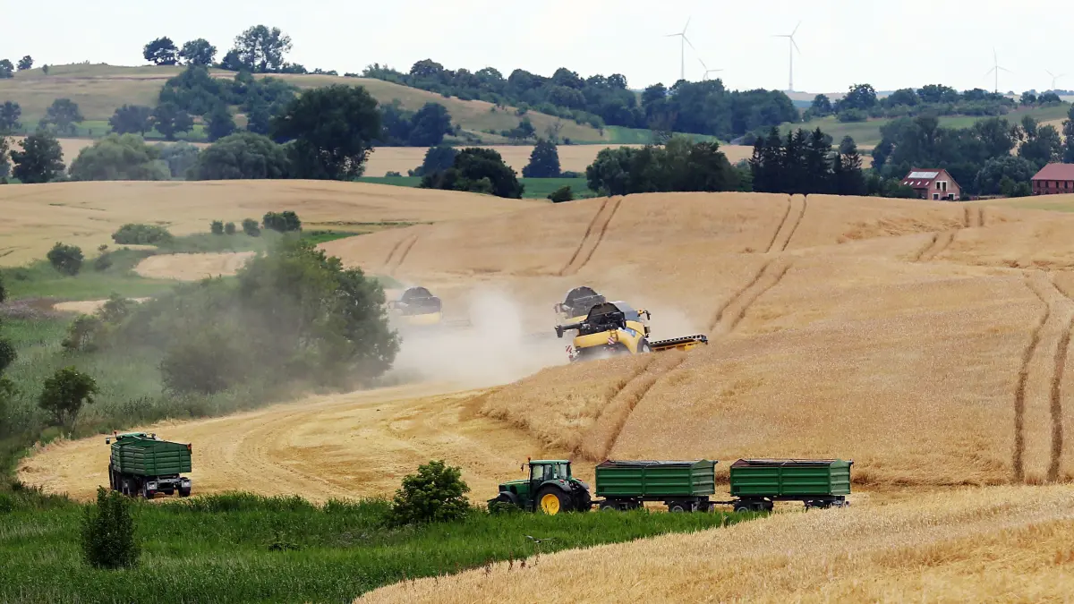 Weitläufige Getreidefelder prägen die Uckermark. Im Jahr 2025 konnten die Landwirte in der Region trotz klimatischer Herausforderungen eine solide Ernte einfahren.