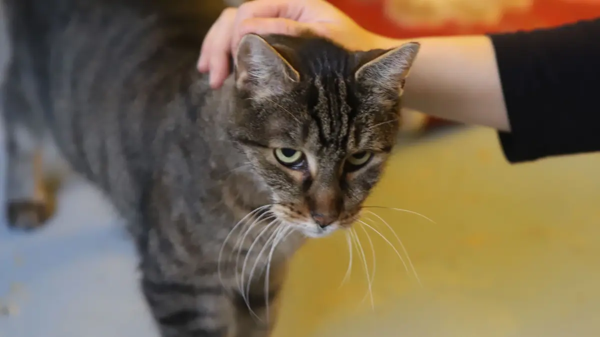 Barney ist unheilbar krank. Wer gibt dem Kater aus dem Tierheim Fürstenwalde ein letztes Zuhause?