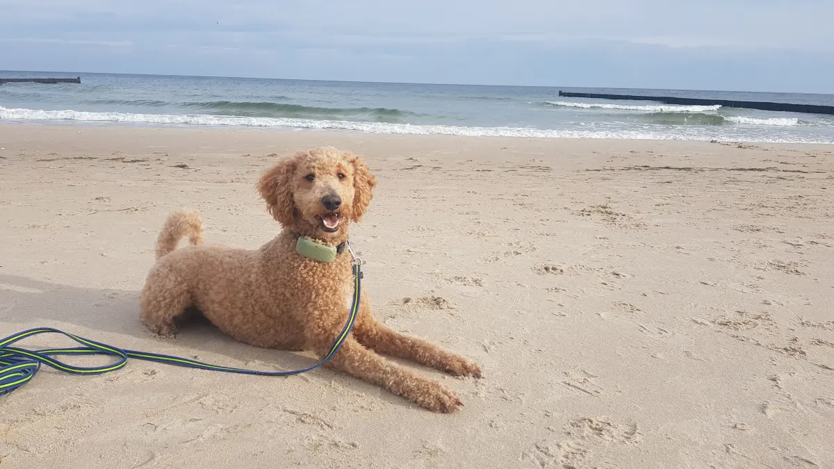 Hund Lupin am Strand von Usedom.