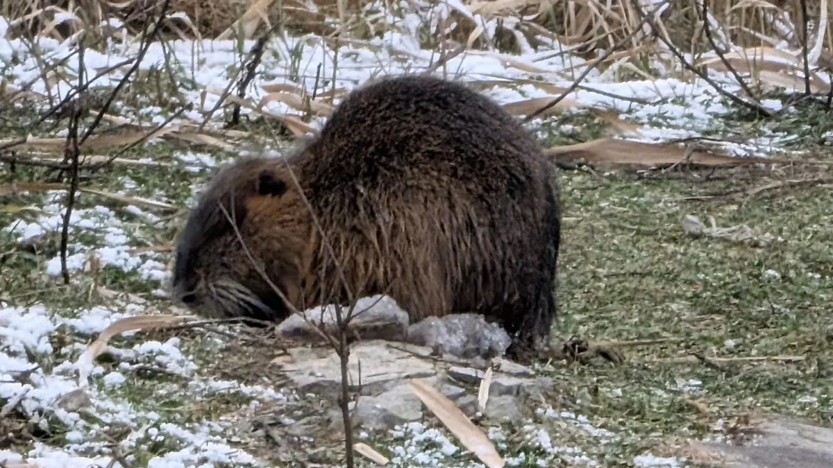 Eine Nutria an der Warthemündung: Spaziergänge an der Oder sind aufgrund der Witterung jetzt besonders reizvoll. Vor dem Betreten der Eisfläche beider Flüsse wird aber strikt gewarrnt.