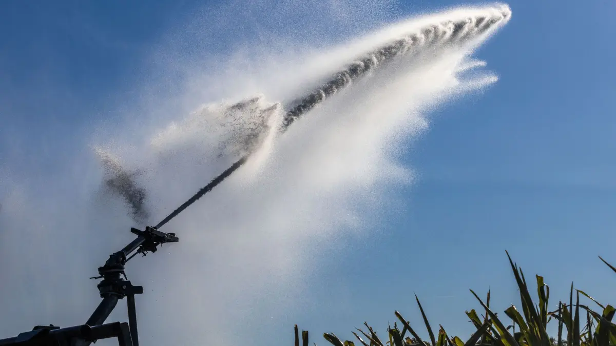 Feldbewässerung: ARCHIV - 09.08.2022, Baden-Württemberg, Buggingen: Eine Feldberegnungsanlage spritzt Wasser aus einer Düse auf ein Maisfeld. Die anhaltende Trockenheit macht für viele Landwirte eine Beregnung erforderlich. (zu dpa: «Neues Wassergesetz: Zu wenig oder zu viele Vorgaben?») Foto: Philipp von Ditfurth/dpa +++ dpa-Bildfunk +++