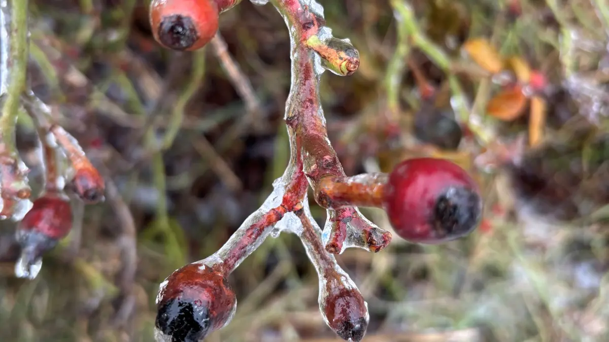 Naturphänomen nach Eisregen: Vom Eis überzogene Pflanzen