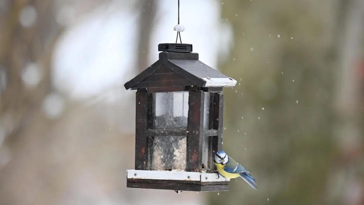 Winterwetter in Deutschland - Hannover: 28.01.2026, Niedersachsen, Hannover: Eine Blaumeise sitzt auf einem Futterhaus im Stadtwald Eilenriede. Foto: Shireen Broszies/dpa +++ dpa-Bildfunk +++