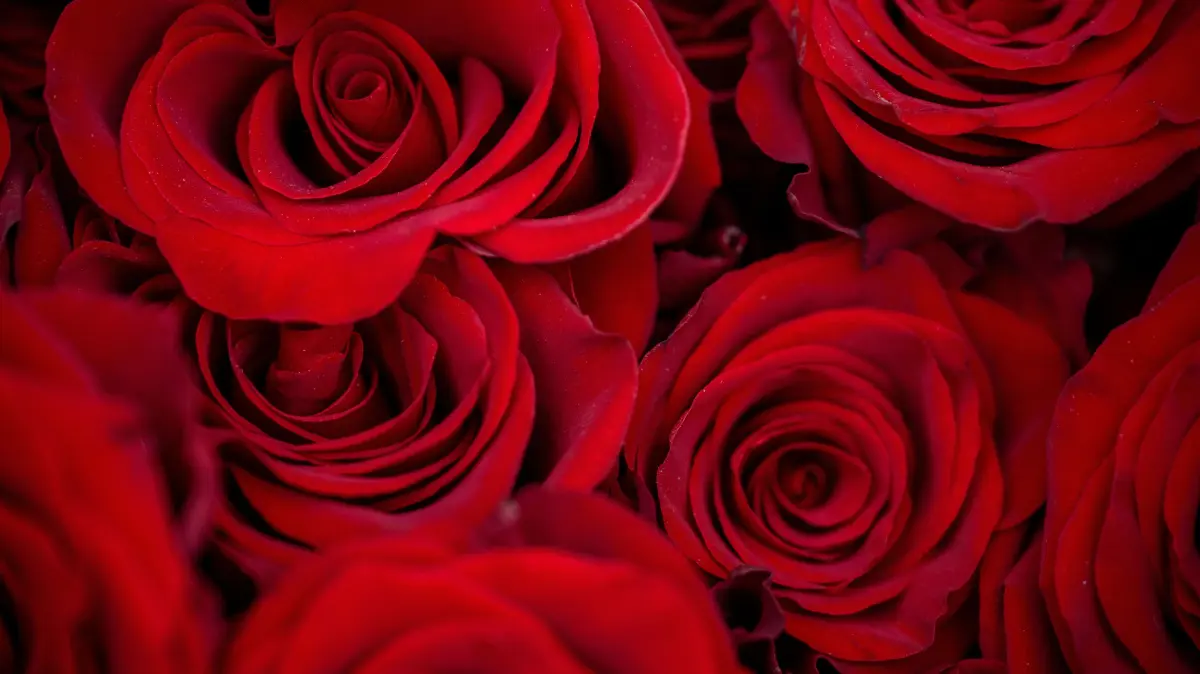 Rote Rosen stehen für den Valentinstag am 14.Februar in voller Pracht für den Verkauf in einem Blumenladen. (zu dpa: «Warum riechen alle Blumenläden gleich und sind Rosen super?») +++ dpa-Bildfunk +++