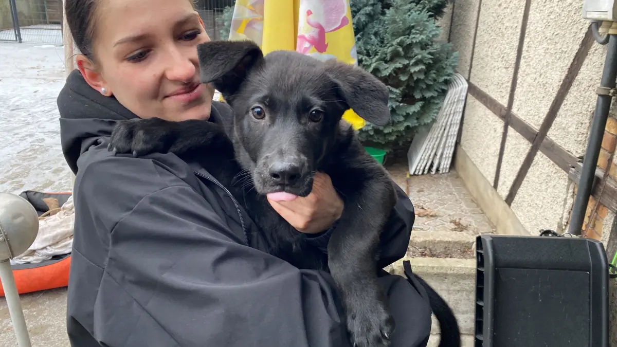 Ist sehr neugierig: der zwölf Wochen junge Welpe Bruno. Die Mitarbeiterin von Alinas Tierheim in Eisenhüttenstadt hält den süßen Welpen im Arm.