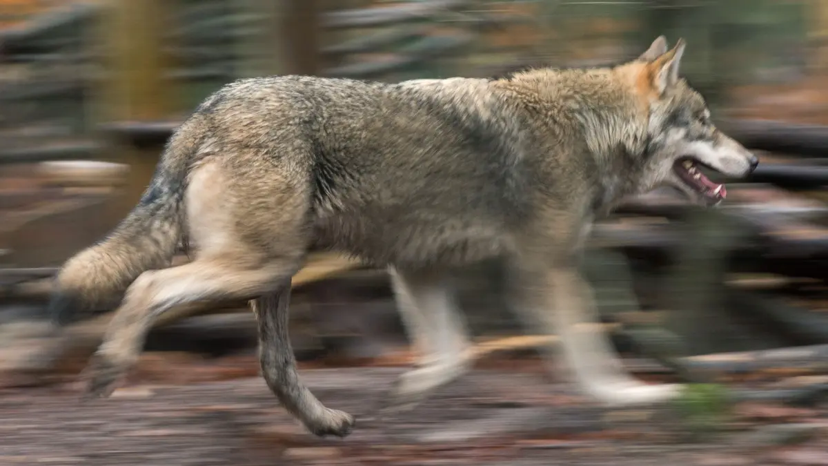 Seit Dezember 2025 ist es bei Seelow zu wiederholten Wolfsattacken auf eine Schafherde gekommen. Der Landkreis hat nun die Genehmigung für die Entnahme dieses sogenannten Problemwolfs erteilt.