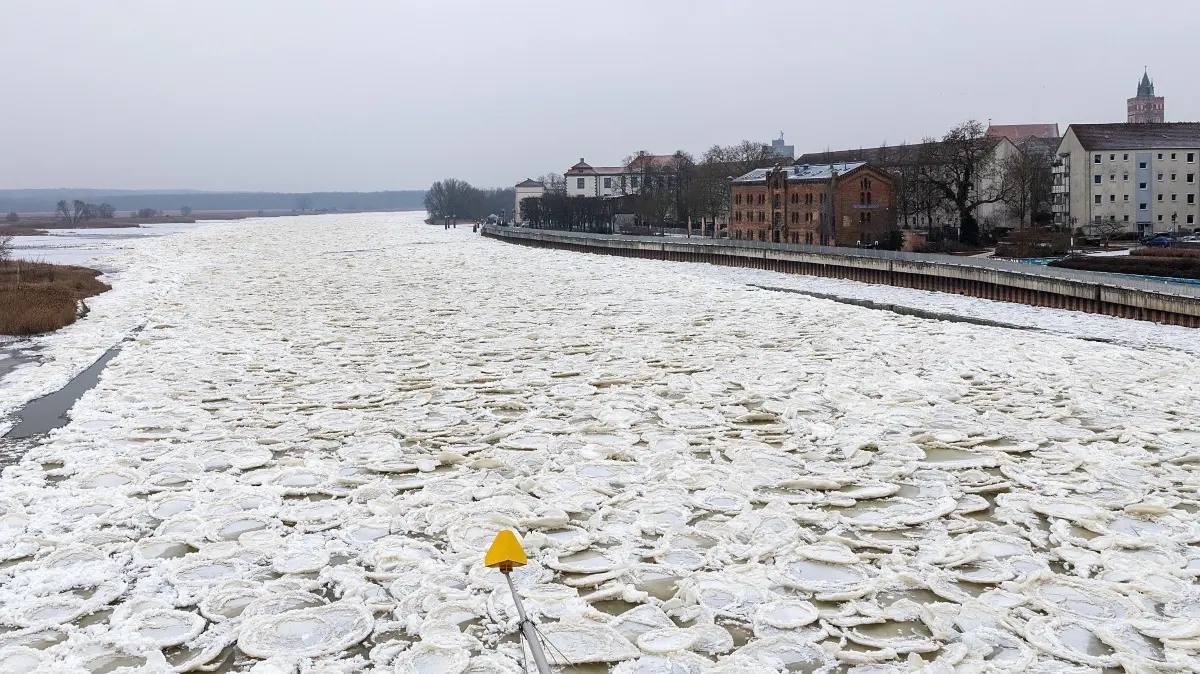 Die Brieger Gänse auf der Oder stehen still.