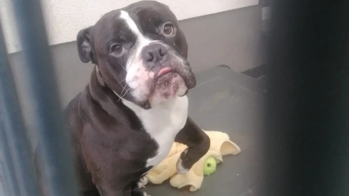Sprang einem Fremden in den Kofferraum: diese Old English Bulldogg. Dieser Rüde ist derzeit im Tierheim am See in Eisenhüttenstadt untergebracht.