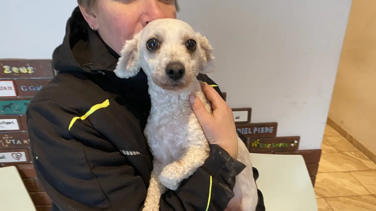 Mit acht Jahren für ihre vorherigen Besitzer zu alt: Pudel-Hündin Pia wartet im Tierheim am See in Eisenhüttenstadt auf ein neues Zuhause.