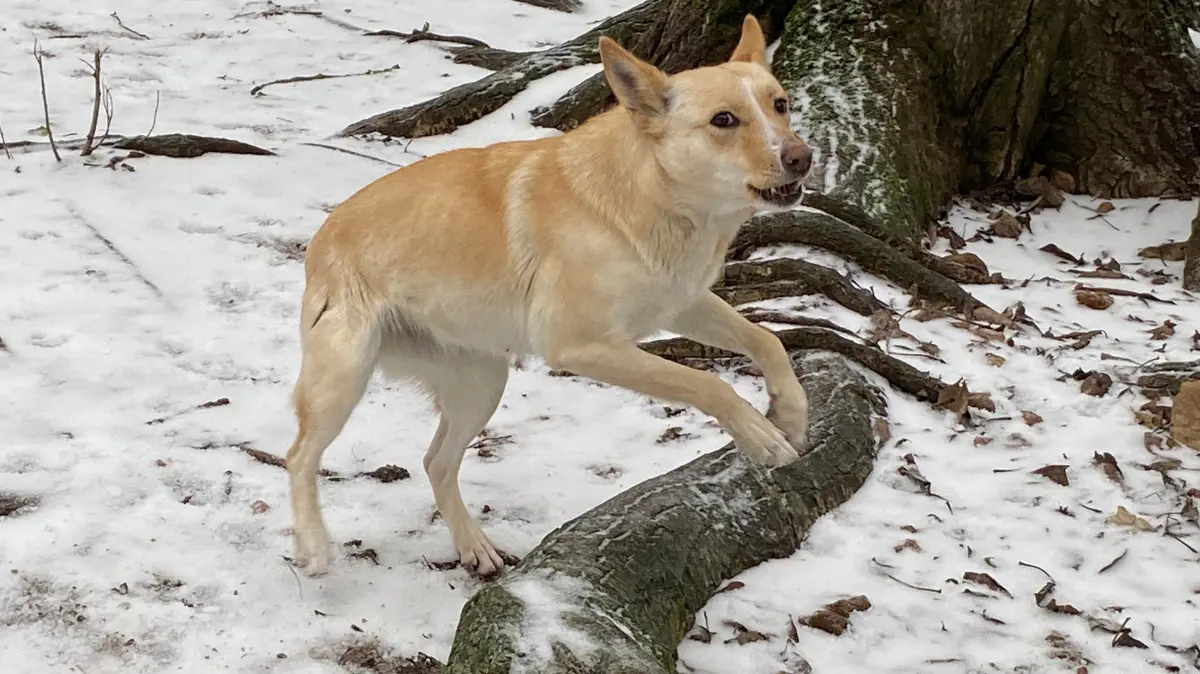 Ist eine der noch nicht vermittelten Hunde aus dem Wiesenauer Haushalt: die etwa zweijährige Hündin Bella. Sie ist ein Podenco-Mix.