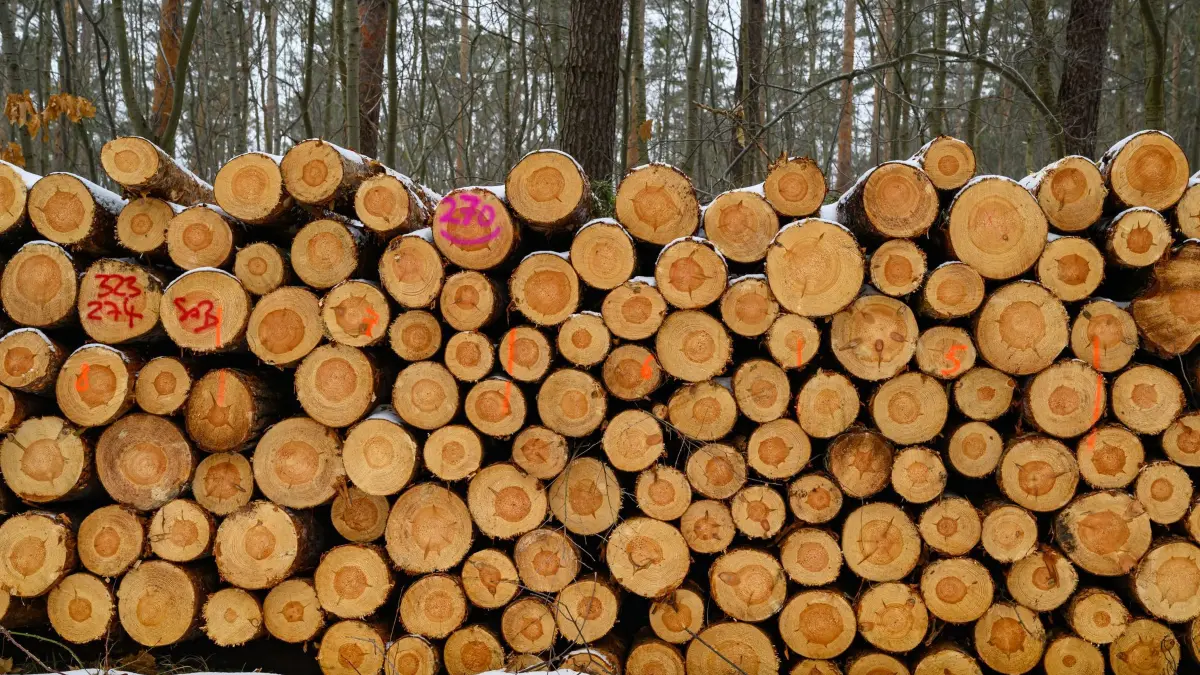 Wo Bau- und Wärmewende im Wald wachsen: 10.02.2026, Brandenburg, Fürstenwalde/Spree: Aufgestapelt liegen Kiefernstämme in einem Waldgebiet vom Stadtforst Fürstenwalde - Kommunaler Eigenbetrieb der Stadt Fürstenwalde / Spree. Am selben Tag fand eine Presseexkursion zum Thema «Wo Bau- und Wärmewende im Wald wachsen» in Fürstenwalde östlich von Berlin statt. Holz aus Deutschlands Wäldern trägt als nachwachsender Rohstoff maßgeblich zum klimafreundlichen Bauen und Wohnen bei. Zugleich wird seine Nutzung, so vor allem das Heizen mit Holz, immer wieder debattiert. Fragen nach der Klimaschutzwirkung und möglichen Nutzungskonkurrenzen beschäftigen die Menschen. So errichtet die Stadt über die Fürstenwalder Forstservice GmbH Mehrfamilienhäuser in Holzbauweise, die zugleich mit Holz aus dem eigenen Wald beheizt werden. Der Stadtforst Fürstenwalde umfasst etwa 4.500 Hektar Wald. Foto: Patrick Pleul/dpa - Honorarfrei nur für Bezieher des Dienstes ZB-Funkregio Ost +++ ZB-FUNKREGIO OST +++