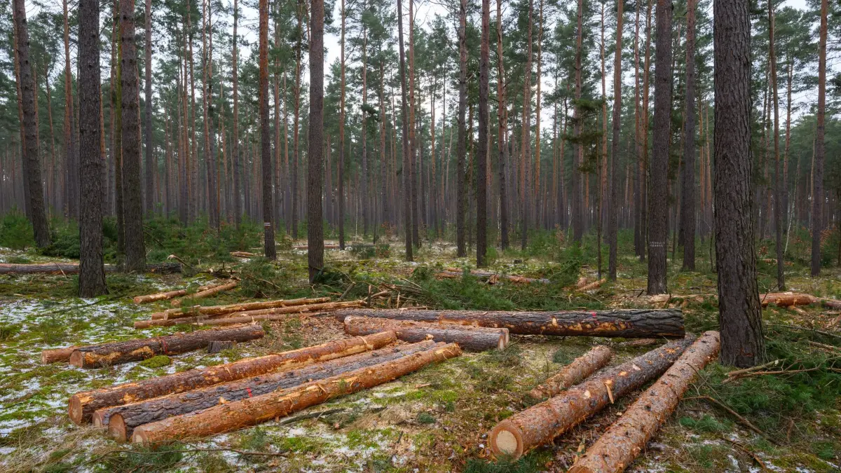 Wo Bau- und Wärmewende im Wald wachsen: 10.02.2026, Brandenburg, Fürstenwalde/Spree: Frisch gefällte Kiefernstämme liegen in einem Waldgebiet vom Stadtforst Fürstenwalde - Kommunaler Eigenbetrieb der Stadt Fürstenwalde / Spree. Am selben Tag fand eine Presseexkursion zum Thema «Wo Bau- und Wärmewende im Wald wachsen» in Fürstenwalde östlich von Berlin statt. Holz aus Deutschlands Wäldern trägt als nachwachsender Rohstoff maßgeblich zum klimafreundlichen Bauen und Wohnen bei. Zugleich wird seine Nutzung, so vor allem das Heizen mit Holz, immer wieder debattiert. Fragen nach der Klimaschutzwirkung und möglichen Nutzungskonkurrenzen beschäftigen die Menschen. So errichtet die Stadt über die Fürstenwalder Forstservice GmbH Mehrfamilienhäuser in Holzbauweise, die zugleich mit Holz aus dem eigenen Wald beheizt werden. Der Stadtforst Fürstenwalde umfasst etwa 4.500 Hektar Wald. Foto: Patrick Pleul/dpa - Honorarfrei nur für Bezieher des Dienstes ZB-Funkregio Ost +++ ZB-FUNKREGIO OST +++