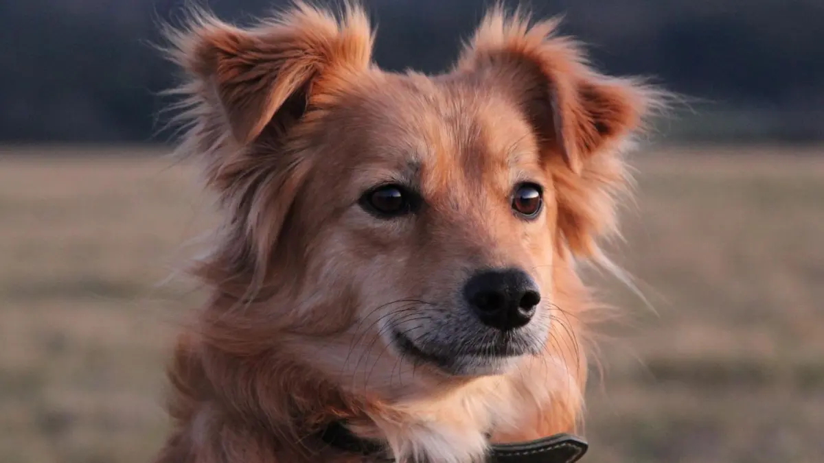 Die erhöhte Hundesteuer sorgt bei manchen Hundehaltern für massiven Frust.