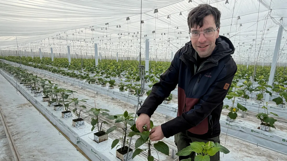 Premiere in Manschnow: Markus Gläser, Geschäftsführer der Fontana Gartenbau GmbH, entfernt bei einer Pflanze die sogenannte Königsblüte. Warum er das tut und um welche neue Gemüsesorte es sich handelt.