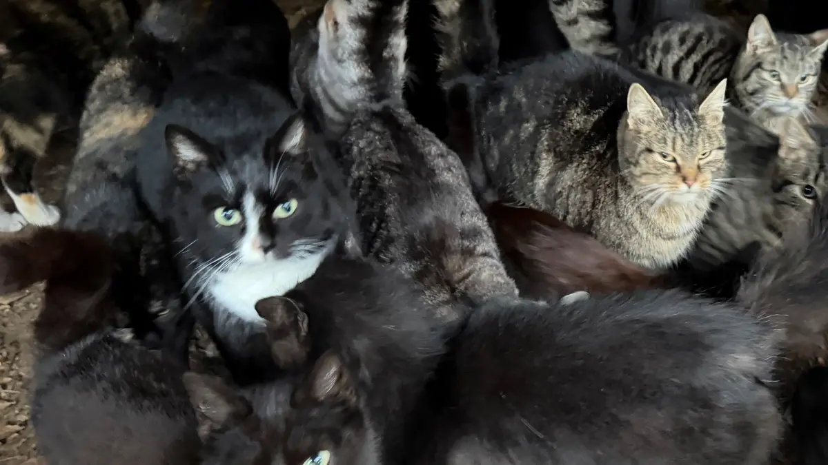 Frei laufende Katzen bei Müncheberg