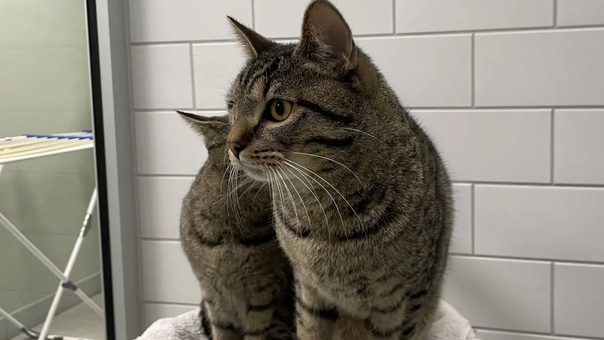 Wie sehr die beiden grau getigerten Europäisch-Kurzhaar-Katzen Lucy und Dicker zusammengehören, ist kaum zu übersehen.