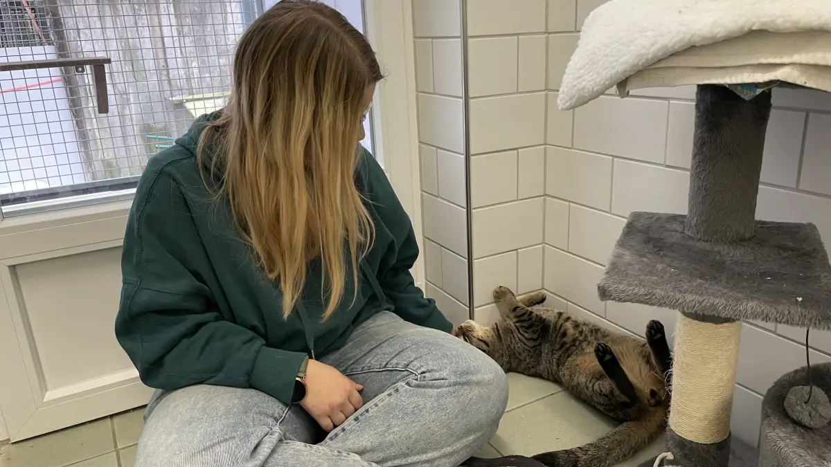 Kuschelkatze Lucy nutzt die Zeit - wenn schon einmal zwei Tierpflegerinnen im Zimmer sind, ist eine davon bestimmt nicht abgeneigt, sie zu streicheln. Die stellvertretende Tierheimleiterin Denise Möbius kommt Lucys Wunsch gerne nach.
