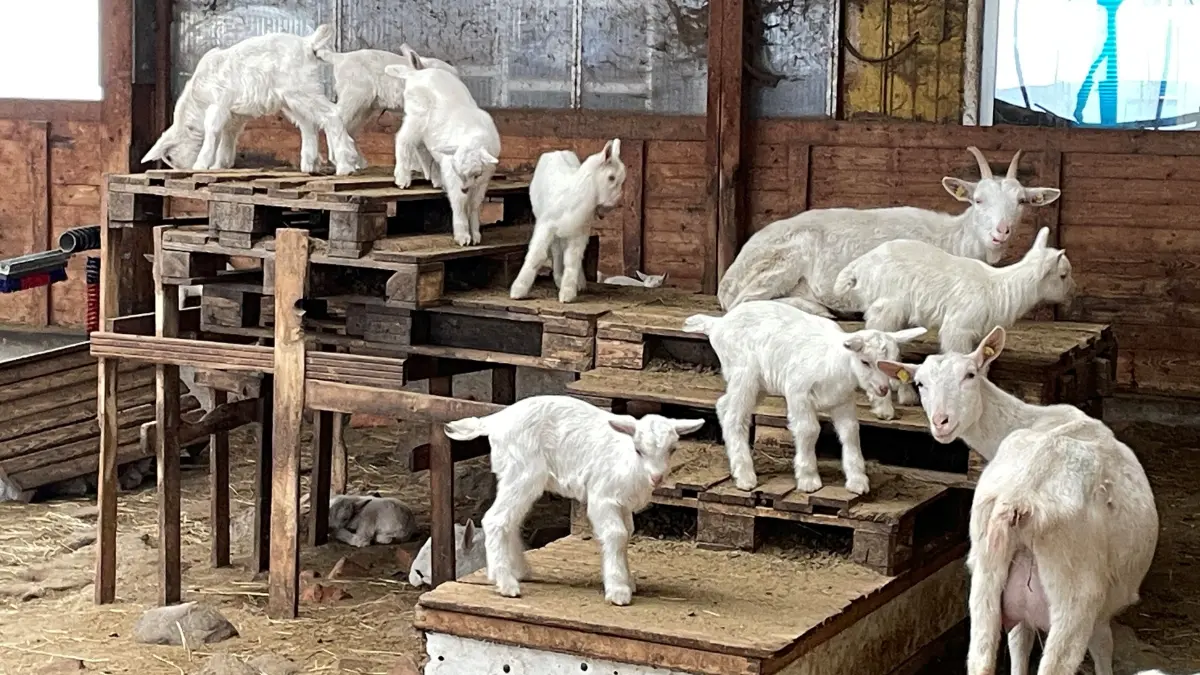 In der Kinderstube der Ziegenfarm: In Zollbrücke sind auf dem Hof von Michael Rubin allein in den vergangenen Tagen mehr als 100 Zicklein geworfen worden.