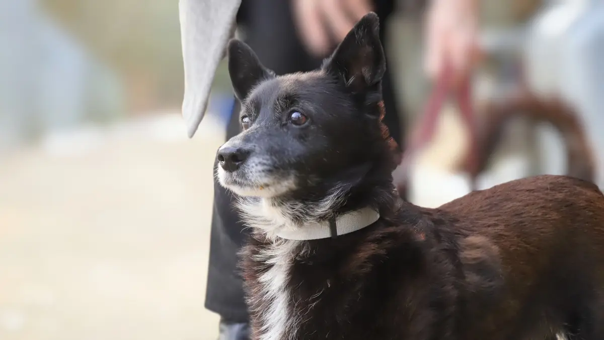 Mischlingshund Bobby im Tierheim Fürstenwalde. Der Vierbeiner sehnt sich sehr nach einem neuen Zuhause.