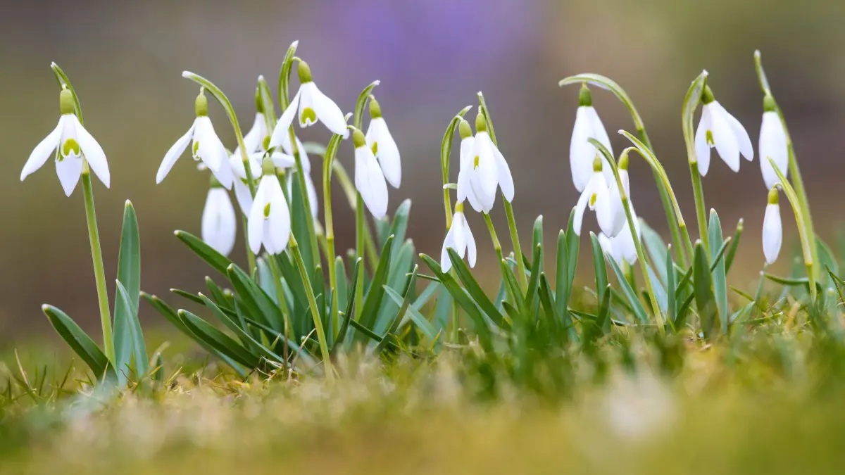 Meteorologischer Frühlingsanfang: ARCHIV - 28.02.2015, Brandenburg, Treplin: Schneeglöckchen blühen am 01.03.2015 auf einer Wiese in Treplin (Brandenburg). Am 01. März ist meteorologischer Frühlingsanfang. Foto\ Patrick Pleul/ZB +++(c) ZB-FUNKREGIO OST - Honorarfrei nur für Bezieher des ZB-Regiodienstes+++ (zu dpa: «Bald Vorfrühling? Nach Frost wird es mild und nass») Foto: Patrick Pleul/dpa +++ dpa-Bildfunk +++