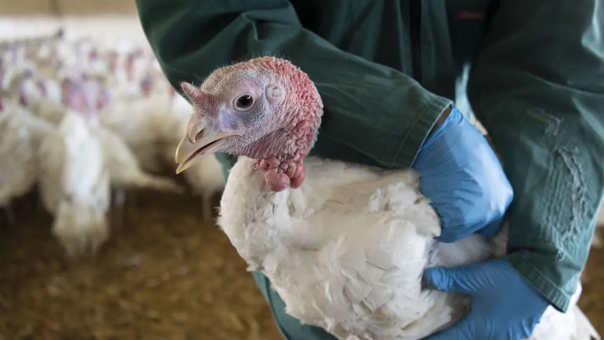 Laut Pressemitteilung von Umweltminiterium Brandenburg und Landkreis Oder-Spree ist mit der Newcastle-Krankheit eine weltweit verbreitete Viruserkrankung nach Brandenburg zurückgekehrt.